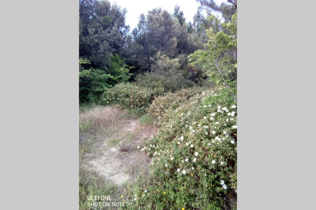 Casa Nel Parco Sulla Spiaggia Piza Zewnętrze zdjęcie